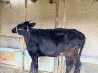 গাভী, গরু — ছবি 1