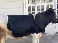 Bulle, Russian Black pied cattle — Foto 6