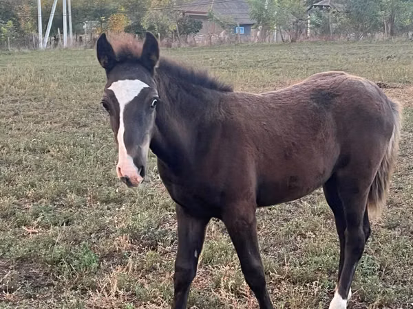 Horse (M), Horses — Moldova