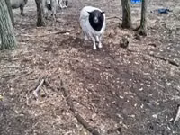 Widder, Dorper sheep — Foto 2