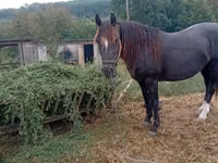 Horse (M), Horses — photo 2