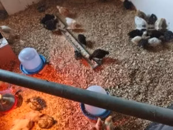 Chickens