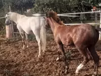 Kuda betina, Horses — foto 3