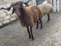 Хуц, Red Karaman sheep — 6 зураг