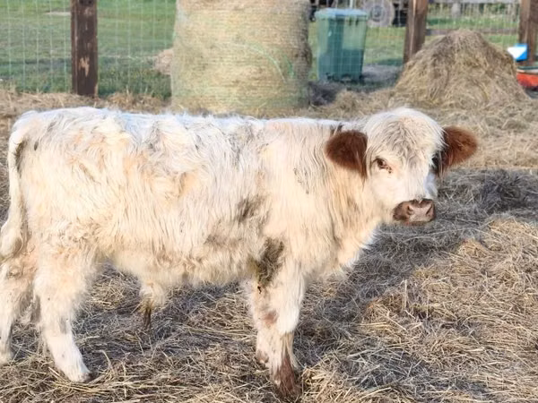 Bull, Galloway cow