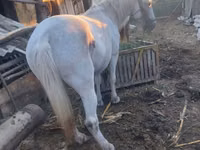 Mare, Horses — photo 2