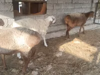 Owce (partia, płeć nieokreślona), Owce — zdjęcie 4