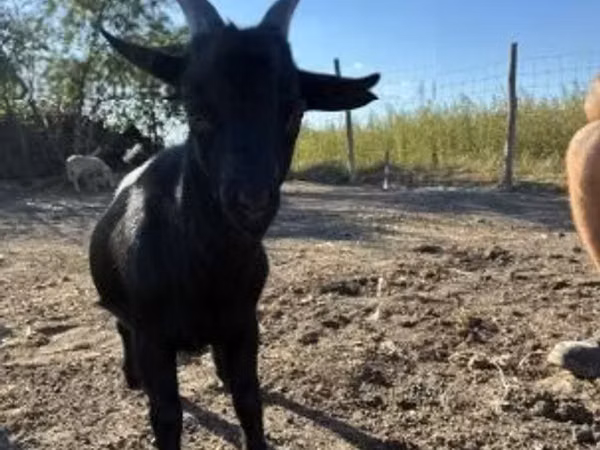 Bok, Dutch Landrace goats