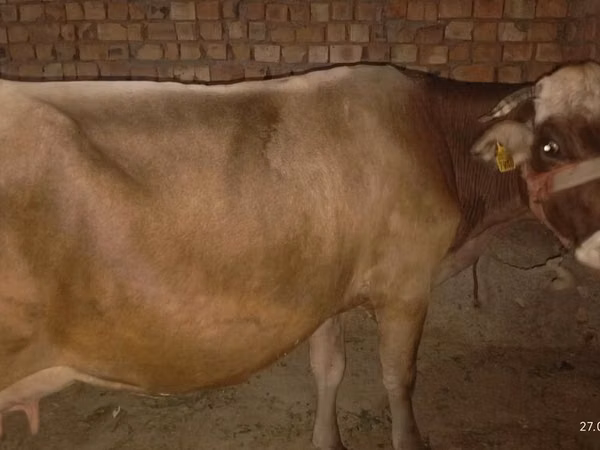গাভী, Ukrainian Brown Dairy Cattle