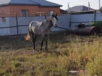 Horse (M), Orlov Trotter — photo 2