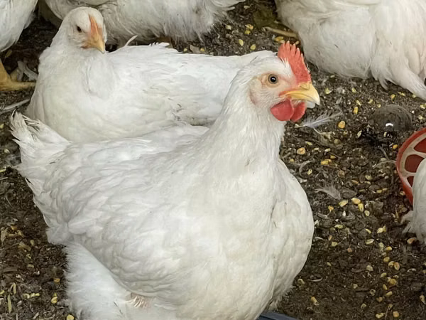Chickens