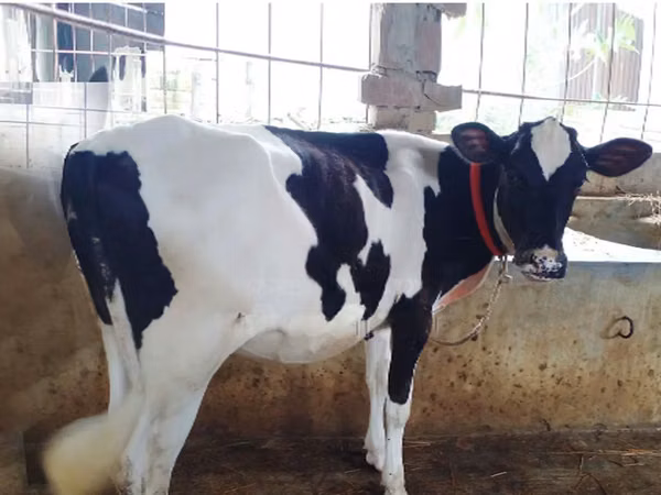 گاو ماده, Russian Black pied cattle — بنگلادش