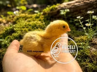 Quails — عکس 2