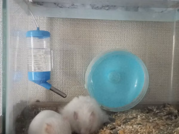 Akvaryum tipli şüşə qəfəsdə iki ağ hamster komplekti. Xüsusiyyətlər