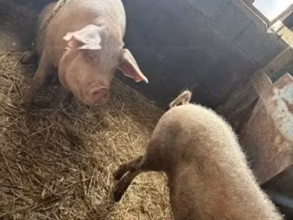 Pigs (batch, sex not specified), Pigs