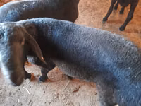 Ram, Sheep — photo 5