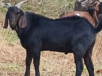 Kozioł, Nubian Goat — zdjęcie 4