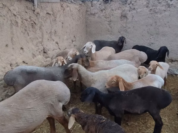 Sheep, Arashan sheep