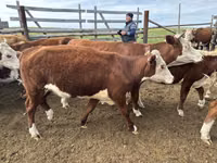 Vache, Bovins — photo 7