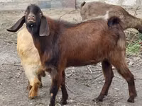 Goat, Goats — photo 2