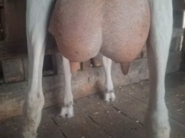 بز ماده, Saanen goat
