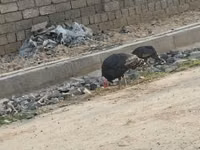 Turkeys — photo 2