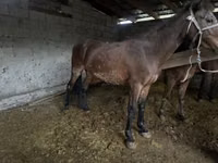 Kuda betina, Horses — foto 4