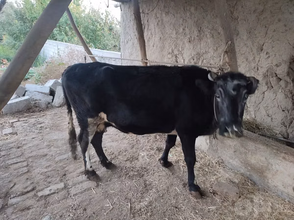 Cow, Cattle