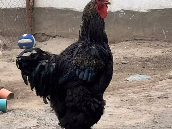 Cochin — Kyrgyzstan