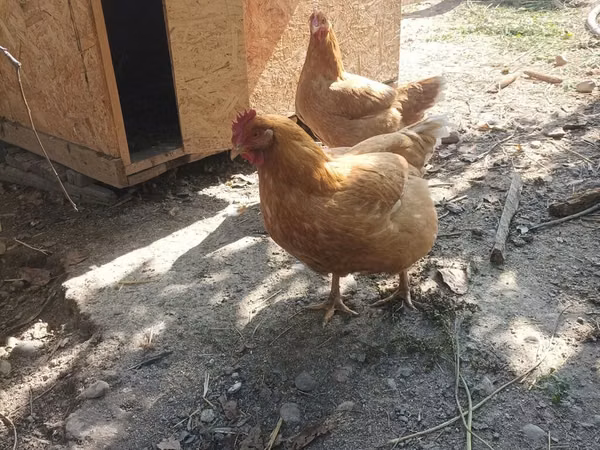 Chickens — قرقیزستان