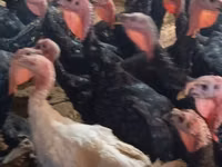 Turkeys — picha 2