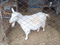 Goat, Saanen goat — photo 2