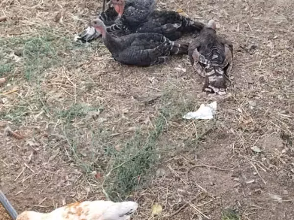 Turkeys — Arménie