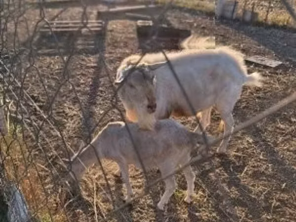 Billy Goat, Boer goat