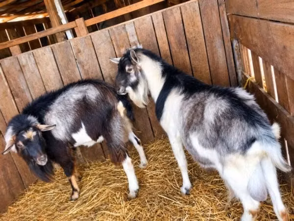 Billy Goat, Goats