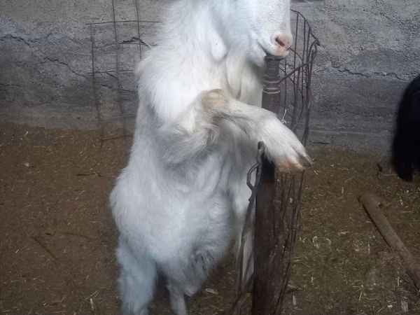 Koza, Alpine goat