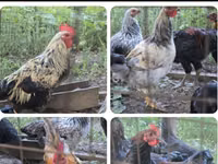 Chickens — foto 1