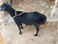Baran, Rhon sheep — zdjęcie 3