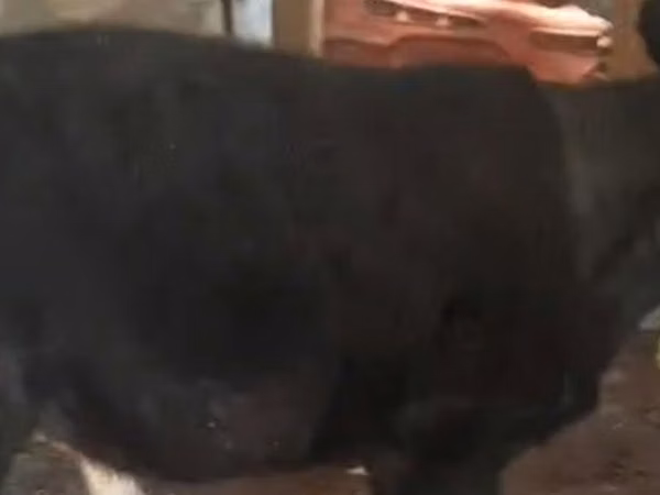 İnək, Latvian Blue cattle