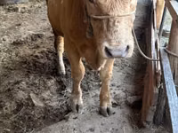 Bulle, Simmental cattle — Foto 1