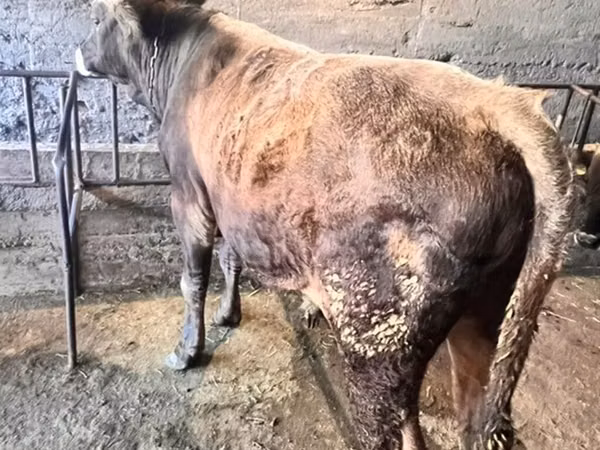 Bull, Cattle — Kyrgyzstan