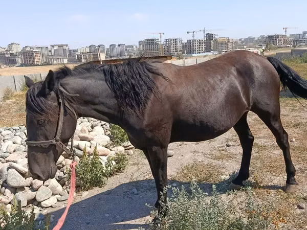Cavalla, Skyros Pony — Kirghizistan