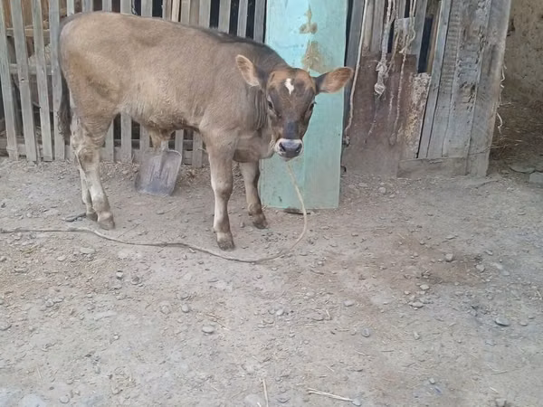 Bull, Swiss cattle — Kyrgyzstan