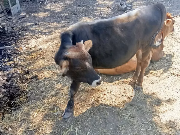 Bull, Jersey breed