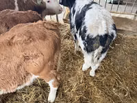 ወንድ በሬ, Simmental cattle — ፎቶ 3