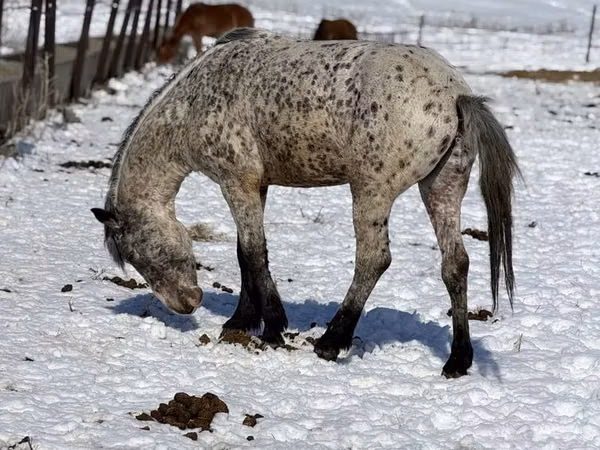 Hengst, Pferde — Kasachstan