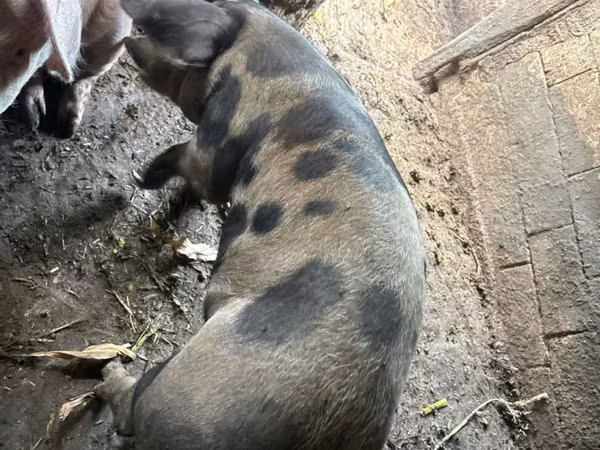 Boar, Pigs — Moldova