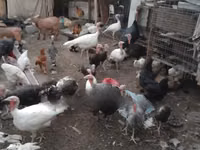 Turkeys — foto 1