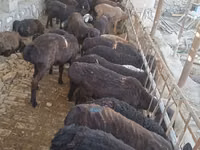 Kambing jantan, Sheep — foto 2