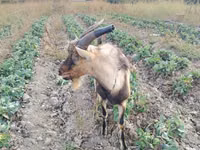Արու այծ, Italian Alpine goat — լուսանկար 1